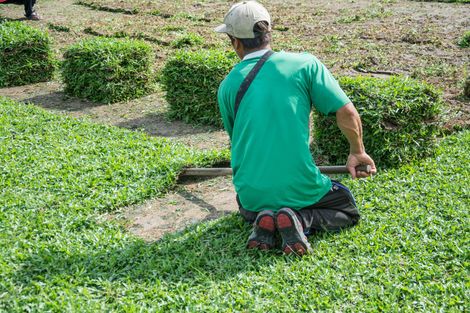 Gardener kneeling in a green lawn, trimming shrubs with a hand tool
