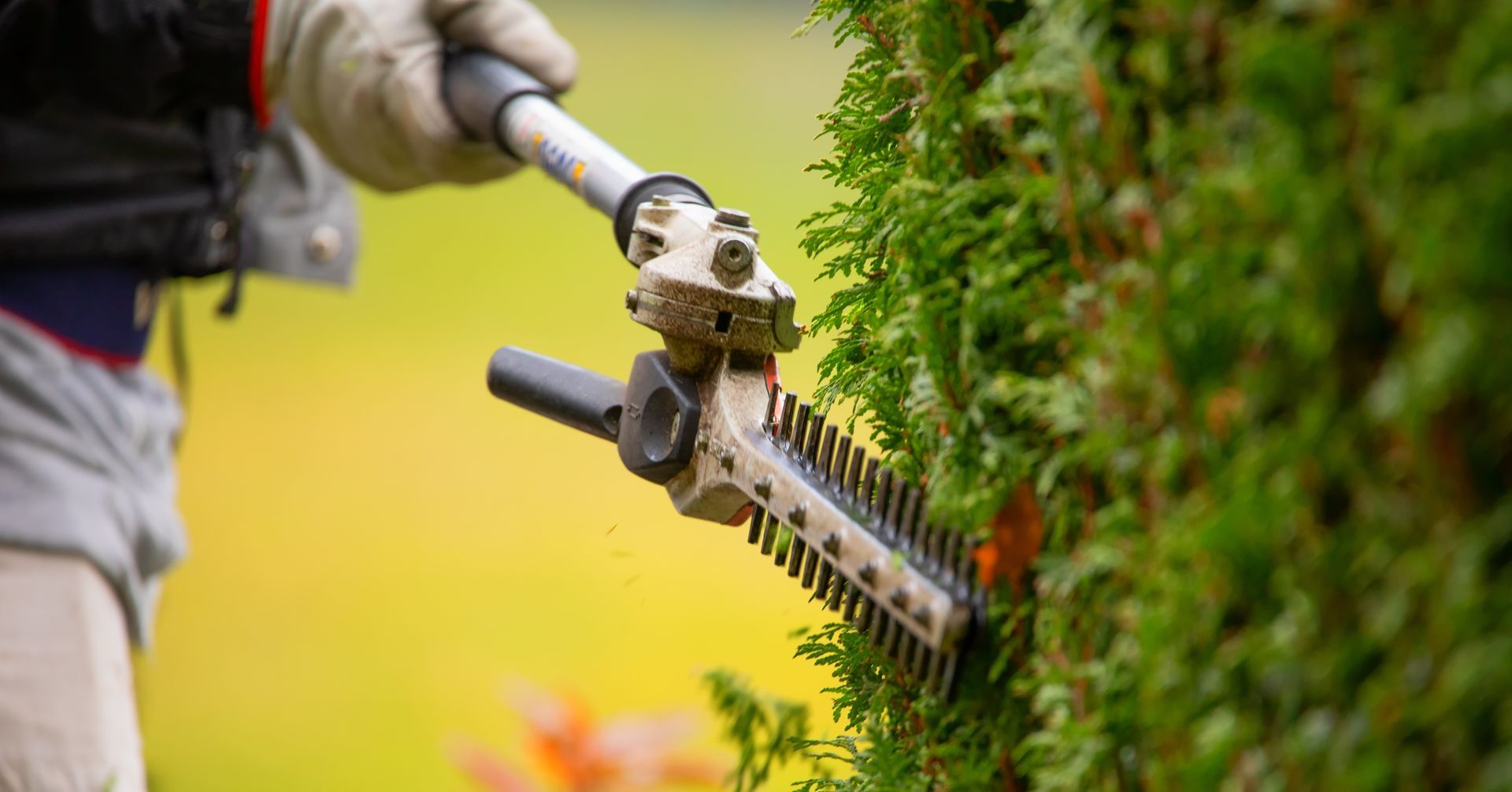 Person using a hedge trimmer to trim a green shrub outdoors