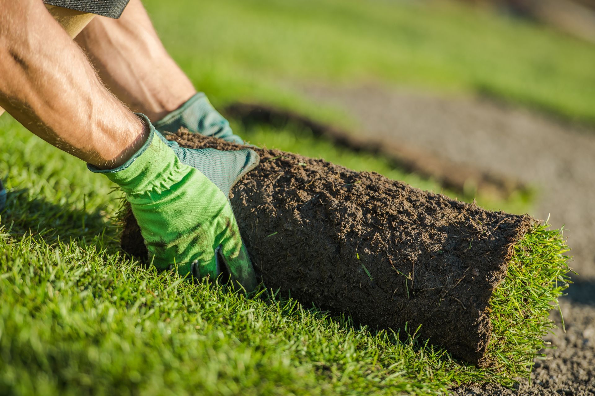 Gloved hands lifting a roll of sod onto a grassy lawn