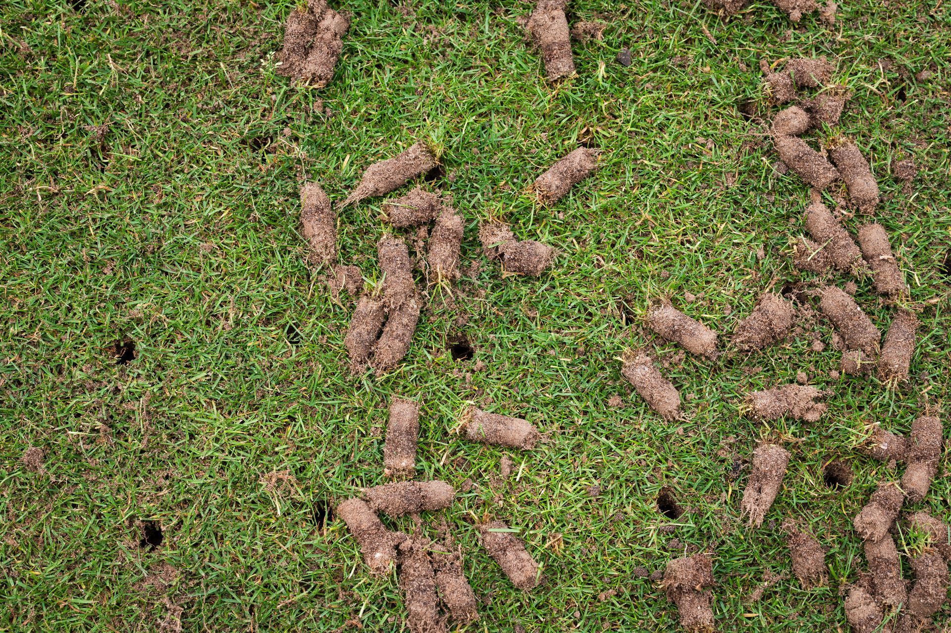 Several brown droppings scattered on green grass