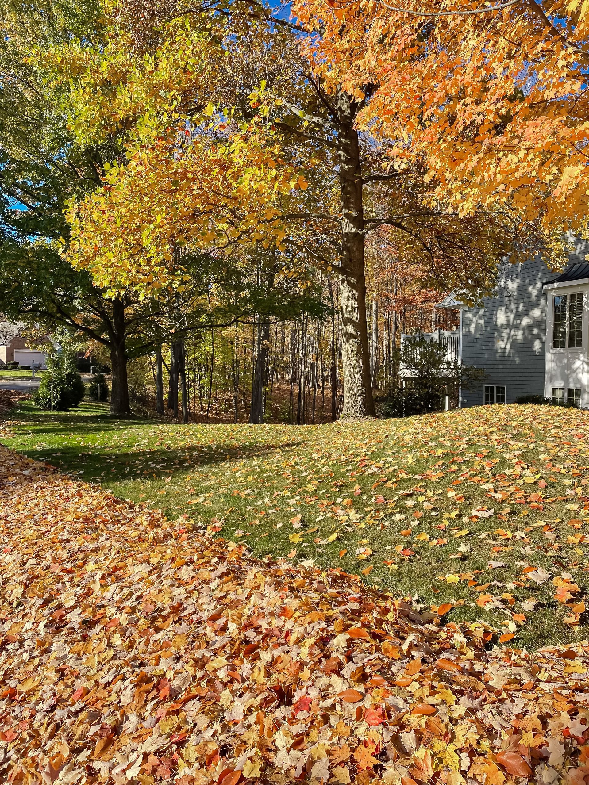 Autumn yard with orange and yellow trees, fallen leaves, and a house in the background