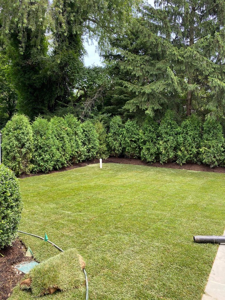 Neatly mowed backyard lawn bordered by tall hedges and trees, with a small sprinkler in the center.