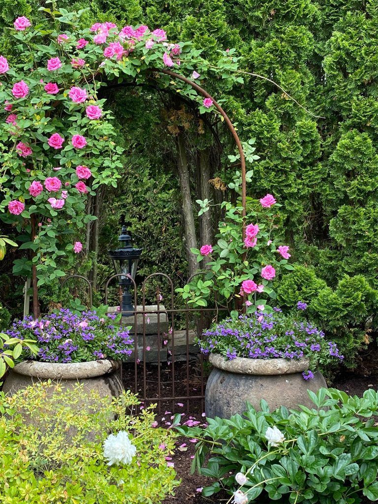 Pink rose-covered garden arch with potted purple flowers and lush greenery