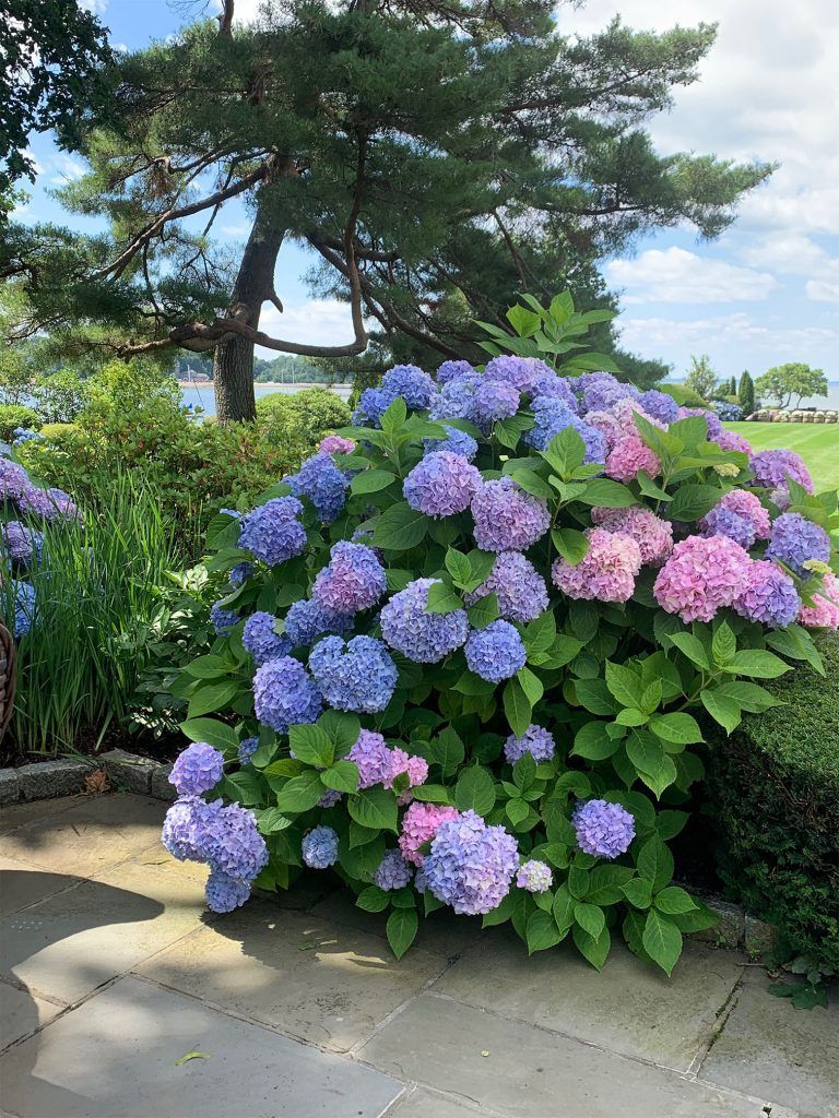 Hydrangea bush with pink and purple blooms beside a paved garden path under a sunny sky
