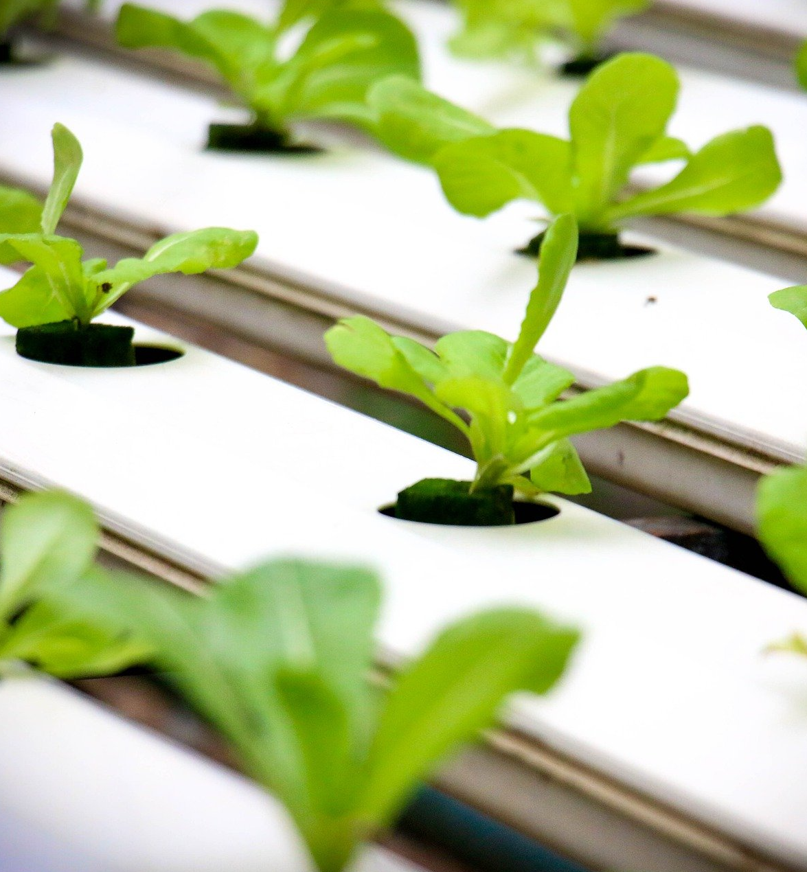 Hydroponics Advantages