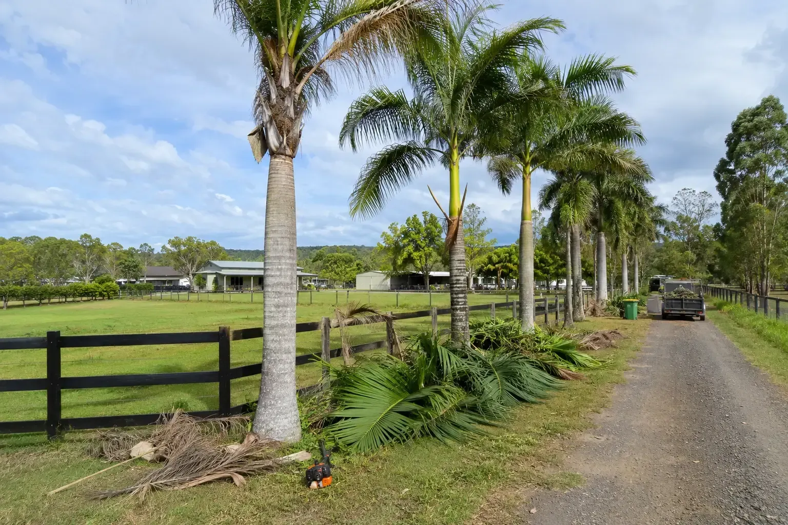 Palm tree maintenance in progress along this long rural driveway near Habana, Mackay.