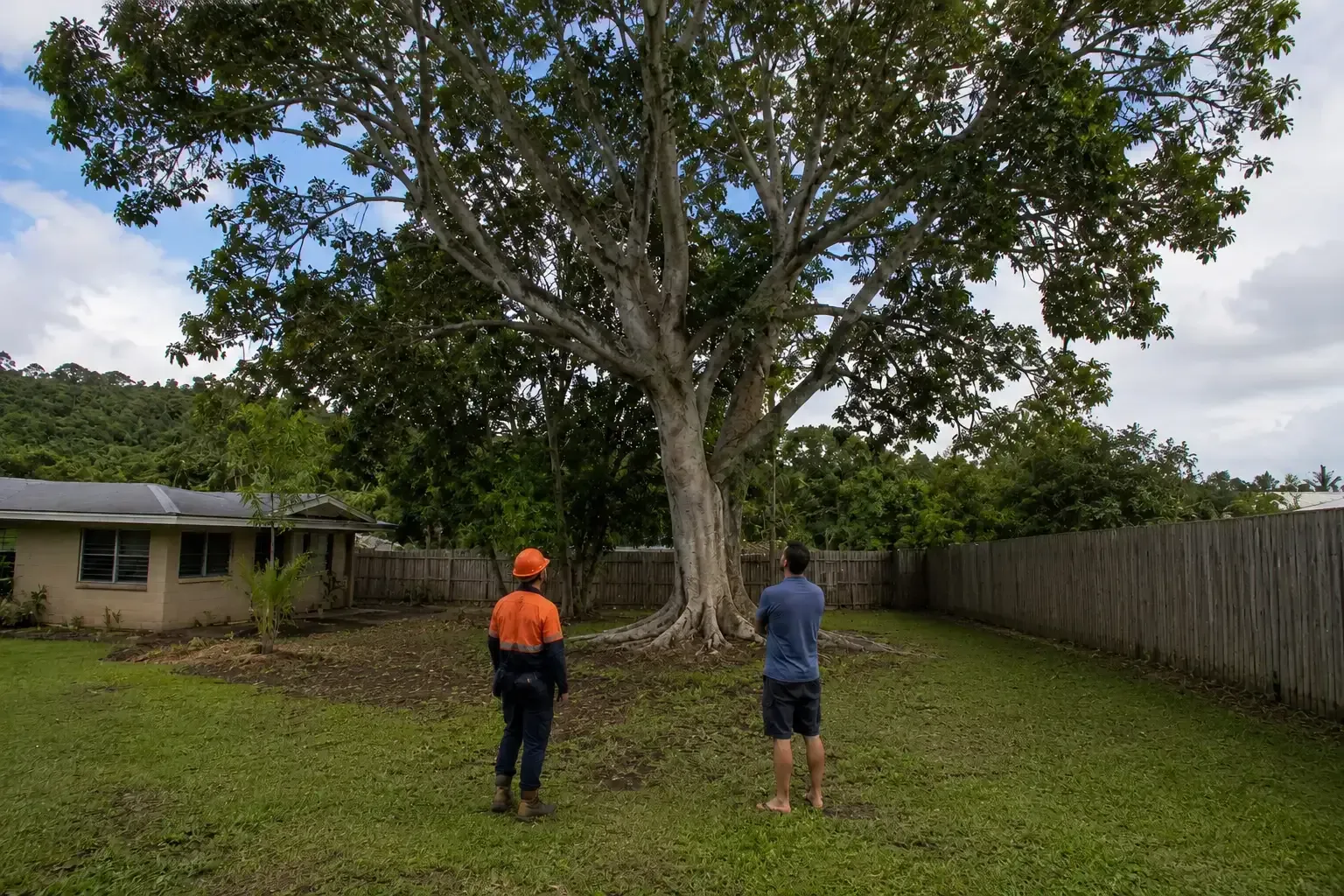 Assessing a large problem tree in a backyard in Mackay.