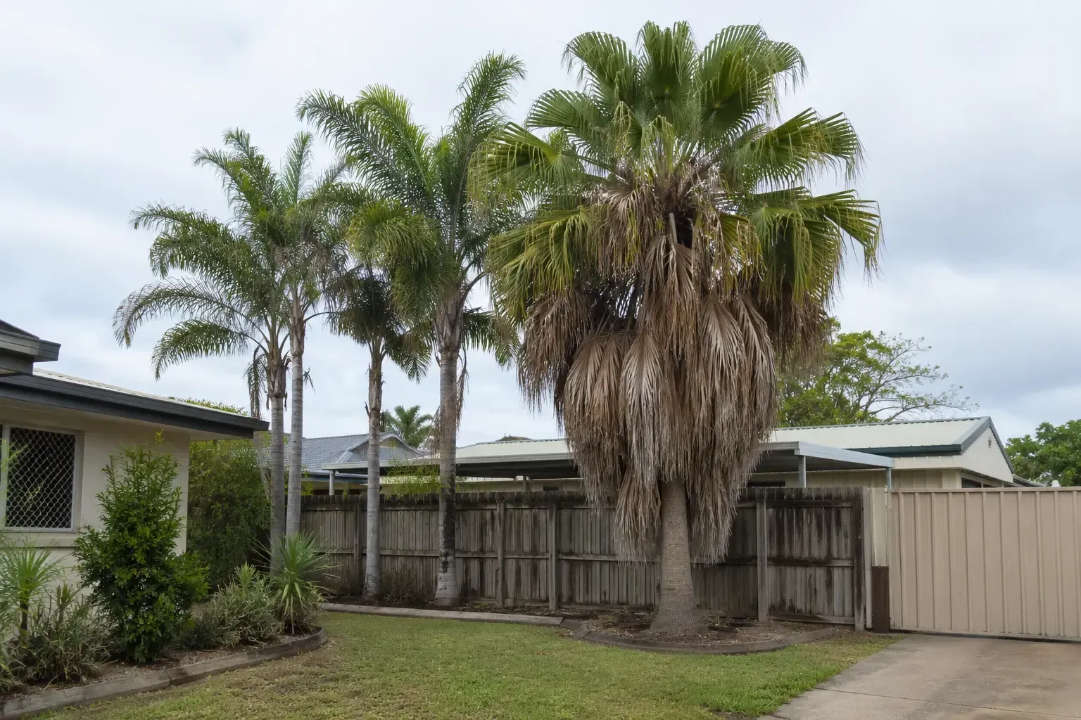 Palm tree in need of removal from a front yard in Mackay