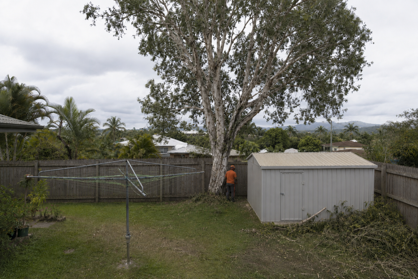 Large dangerous tree that was dropping branches on the shed, the fence and the neighbouring yard in Mackay.
