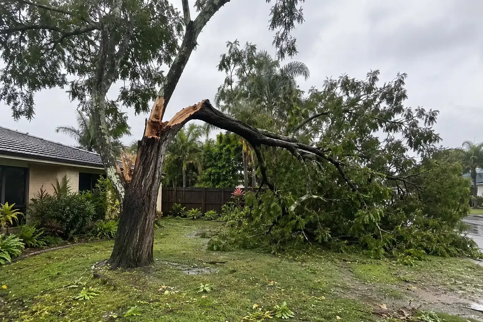 A heavily storm damaged tree after a tropical storm in Mackay