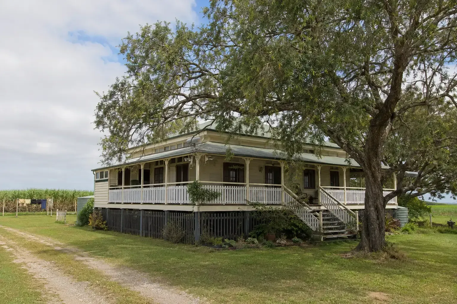 This beautiful white cedar required extensive pruning to clear the roof and entry to this Queenslander near Walkerston.