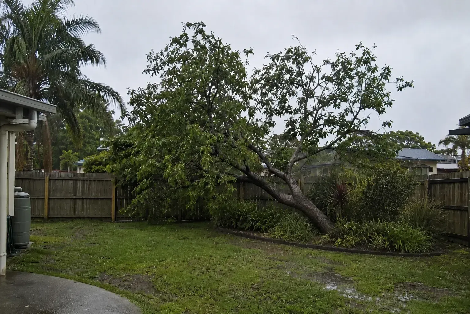 Fallen tree in a backyard in Ooralea leaning on a fence.