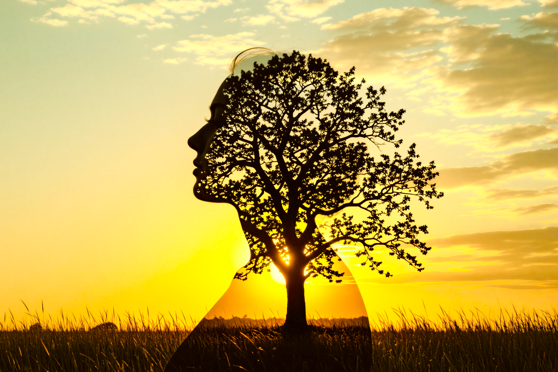 Silhouette of a person in profile merged with a tree at sunset over a grassy field