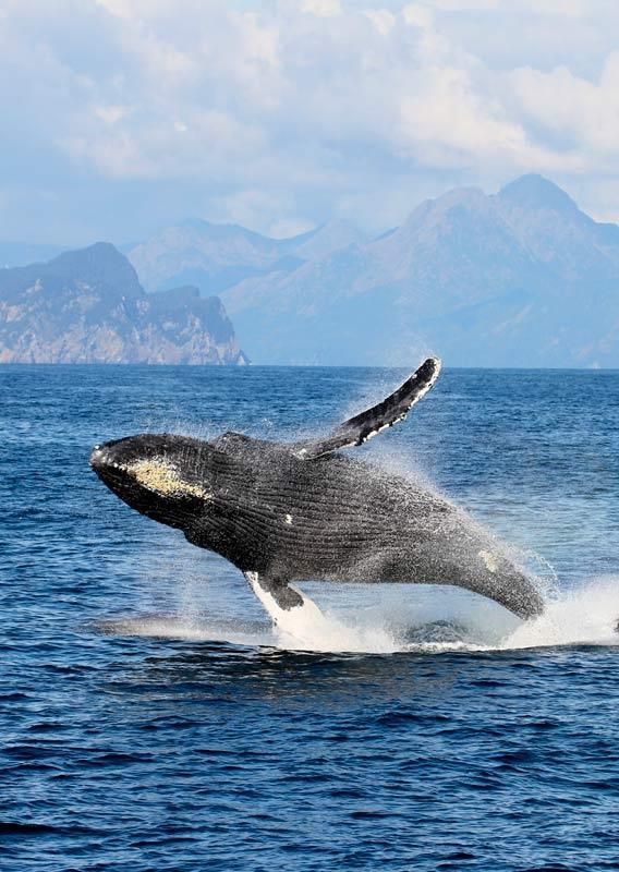 Humpback whale breaching in blue ocean with distant rocky coastline and mountains