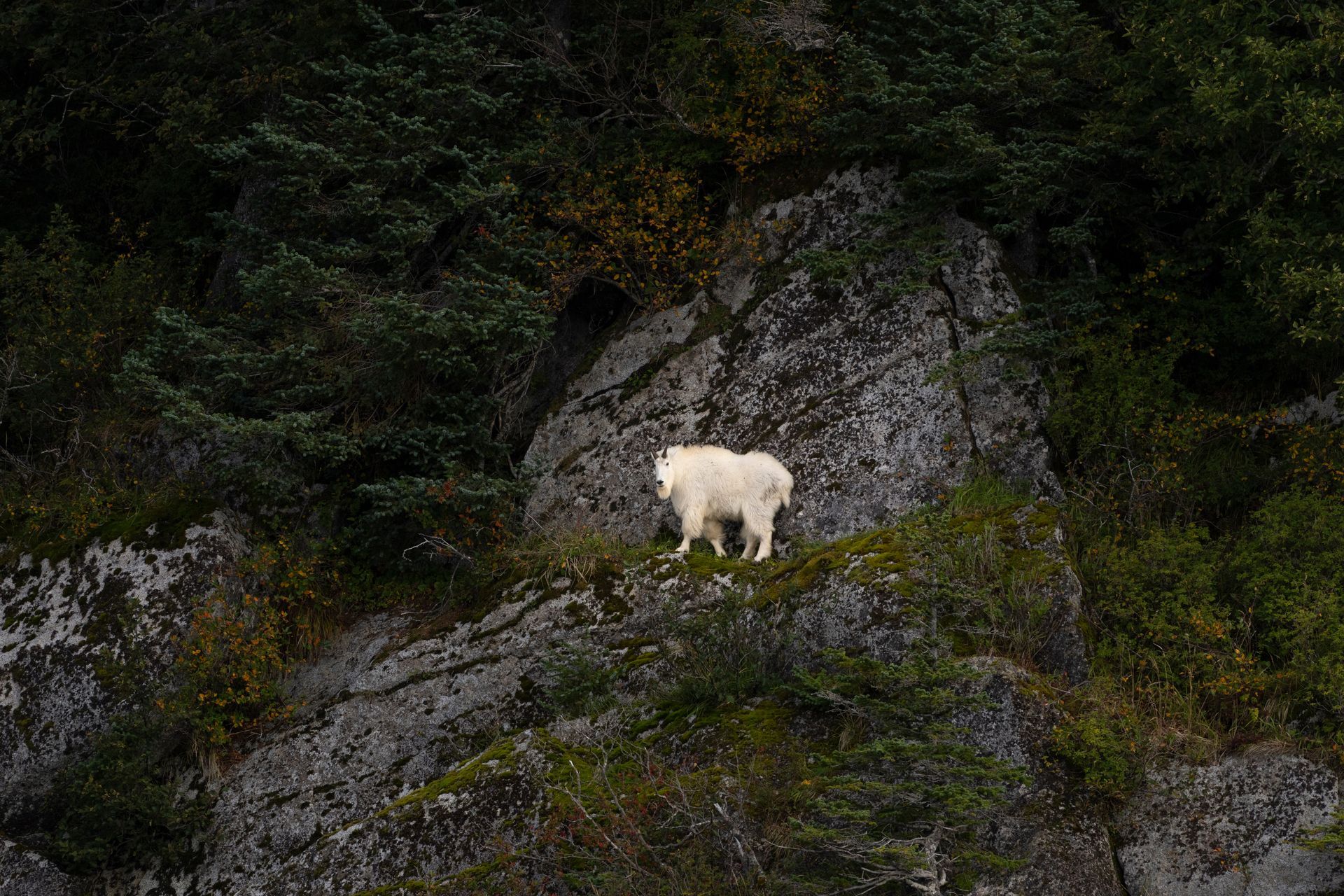 A white mountain goat walks across a rugged, mossy rock face surrounded by dark green trees.
