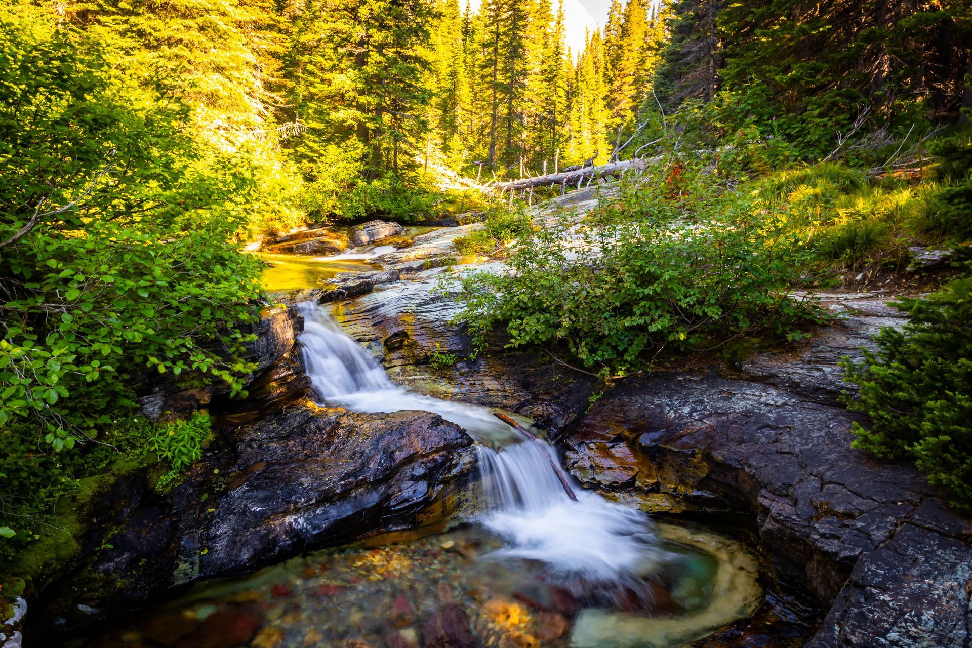 A small stream cascades over mossy rocks in a sunlit forest with lush green foliage and tall pine trees.