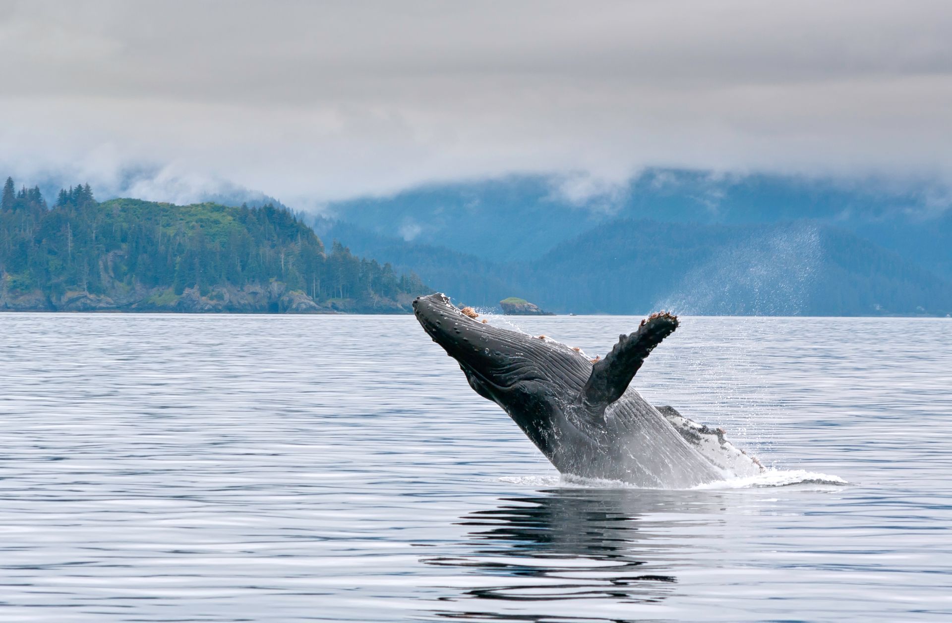 A humpback whale breaches in a calm bay with forested mountains in the foggy background.