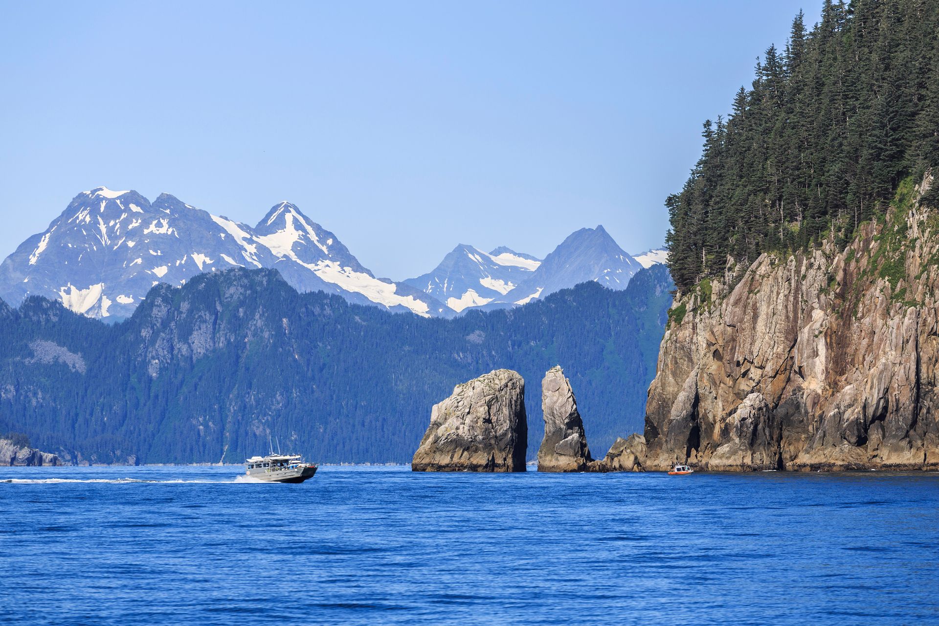 A whale-watching boat travels through calm waters near a pair of orcas surfacing in the foreground.