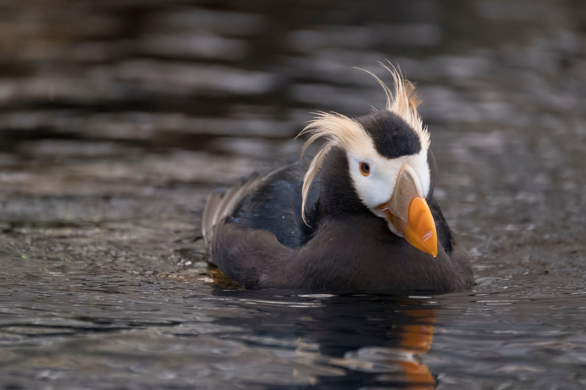 A tufted puffin with distinct yellow head plumes and a bright orange beak swimming in dark, rippled water.