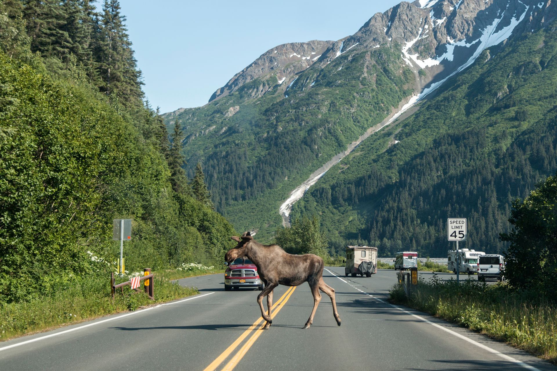 Moose crossing a road in front of cars, mountain backdrop.