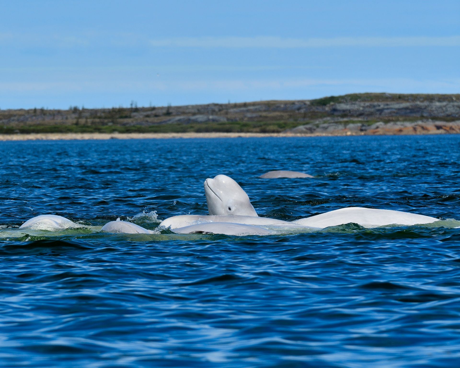 A white beluga whale surfaces in blue water, with a blurred shoreline and sky in the background.