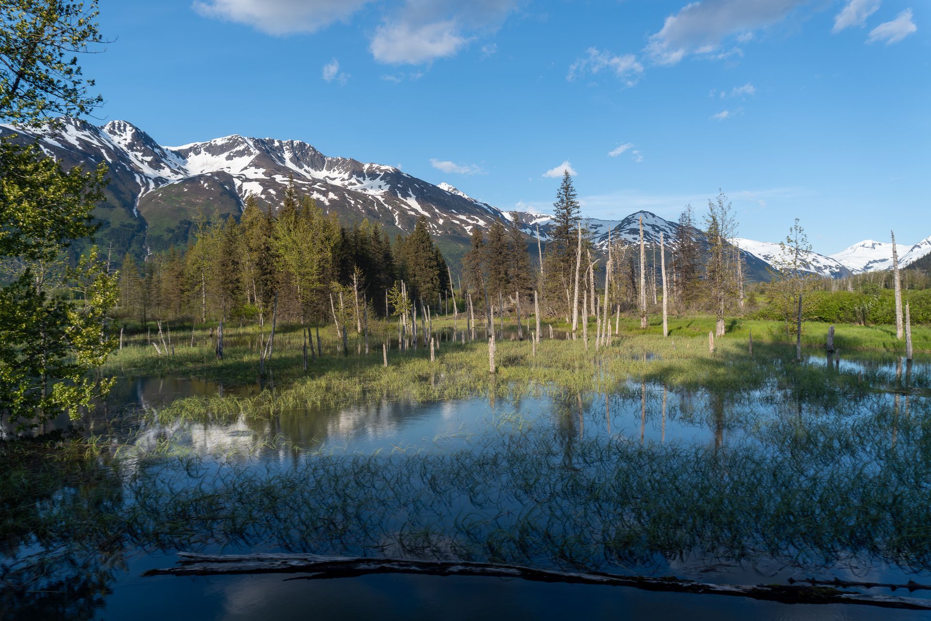 A marshy pond reflects snow-capped mountains under a blue sky, surrounded by green trees and standing dead trunks.