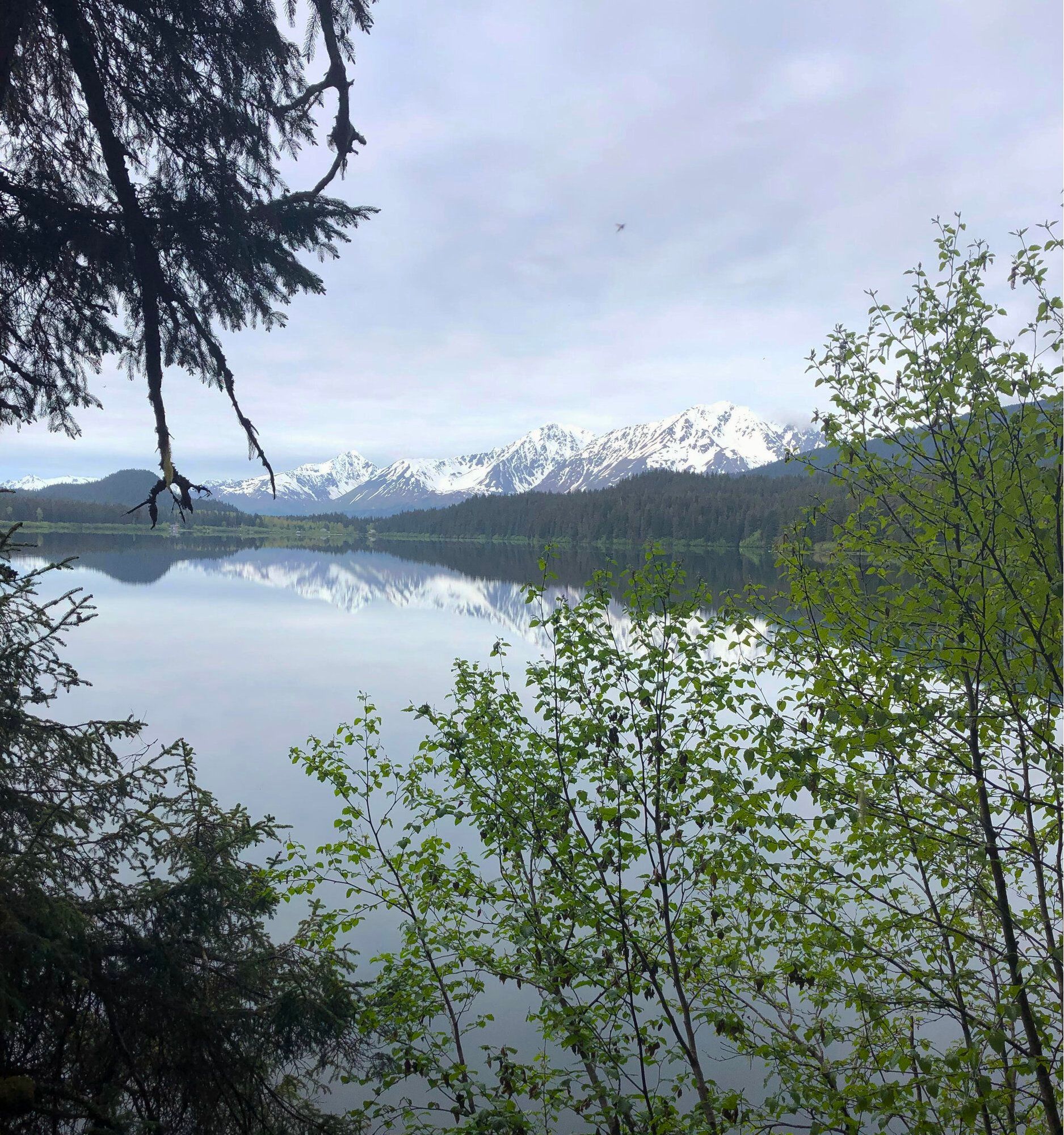 A serene lake reflects snow-capped mountains under a cloudy sky, framed by evergreen trees and fresh spring foliage.