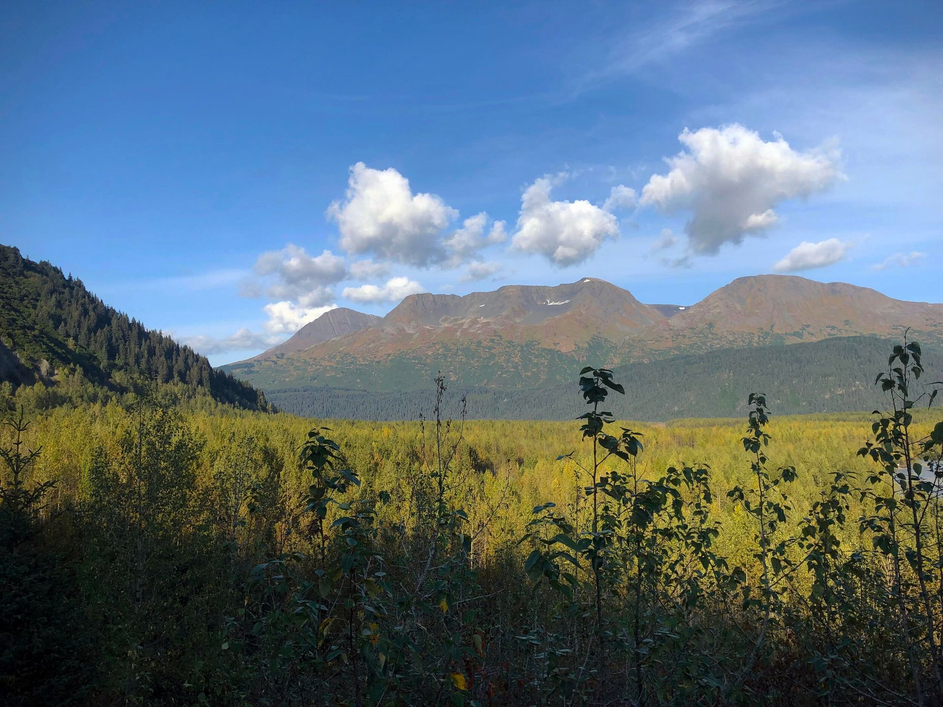 A sunny, scenic view of a golden-green forest valley backed by a range of rolling, brown mountains under a blue sky.