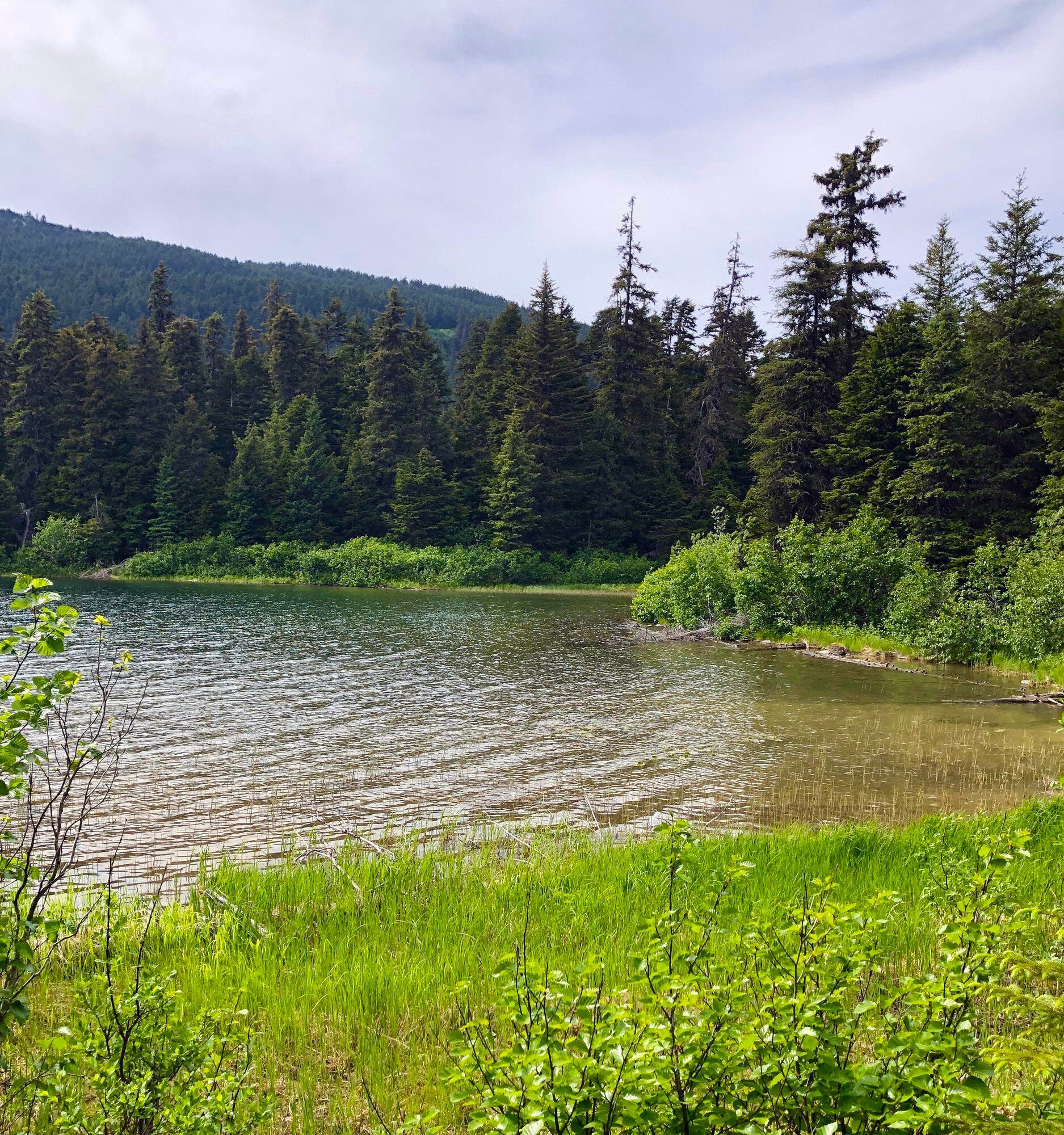 A scenic view of a calm lake surrounded by a dense evergreen forest under a bright, cloudy sky.