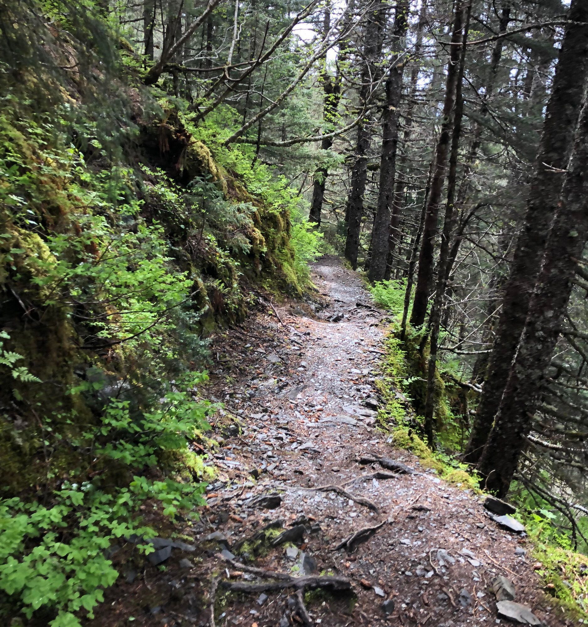 A narrow, rocky, and leaf-strewn dirt trail winds through a lush, mossy evergreen forest.
