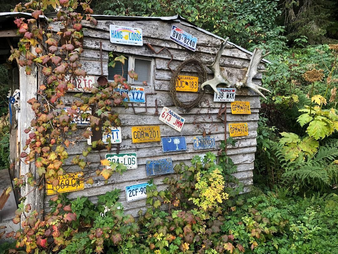 Weathered shed decorated with license plates and vines.