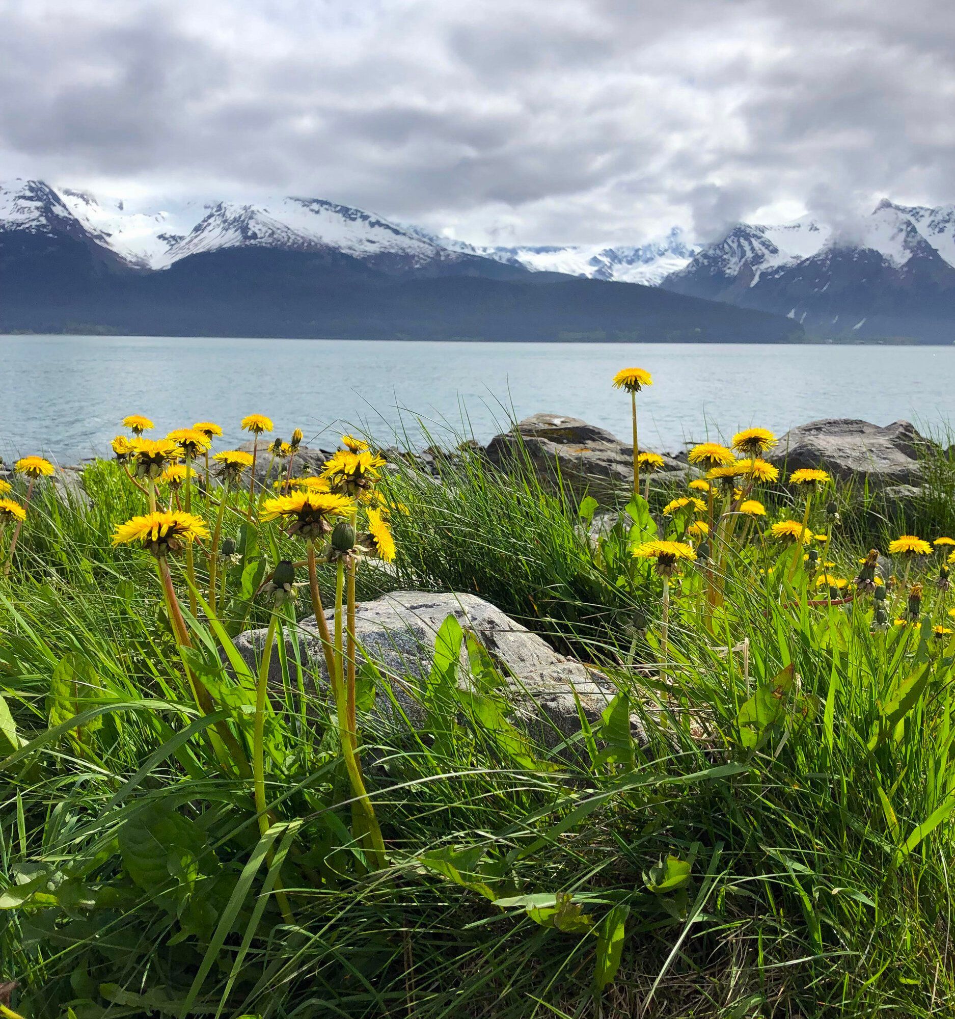 Bright yellow dandelions in the foreground with a calm lake and snow-capped mountains under a cloudy sky in the distance.