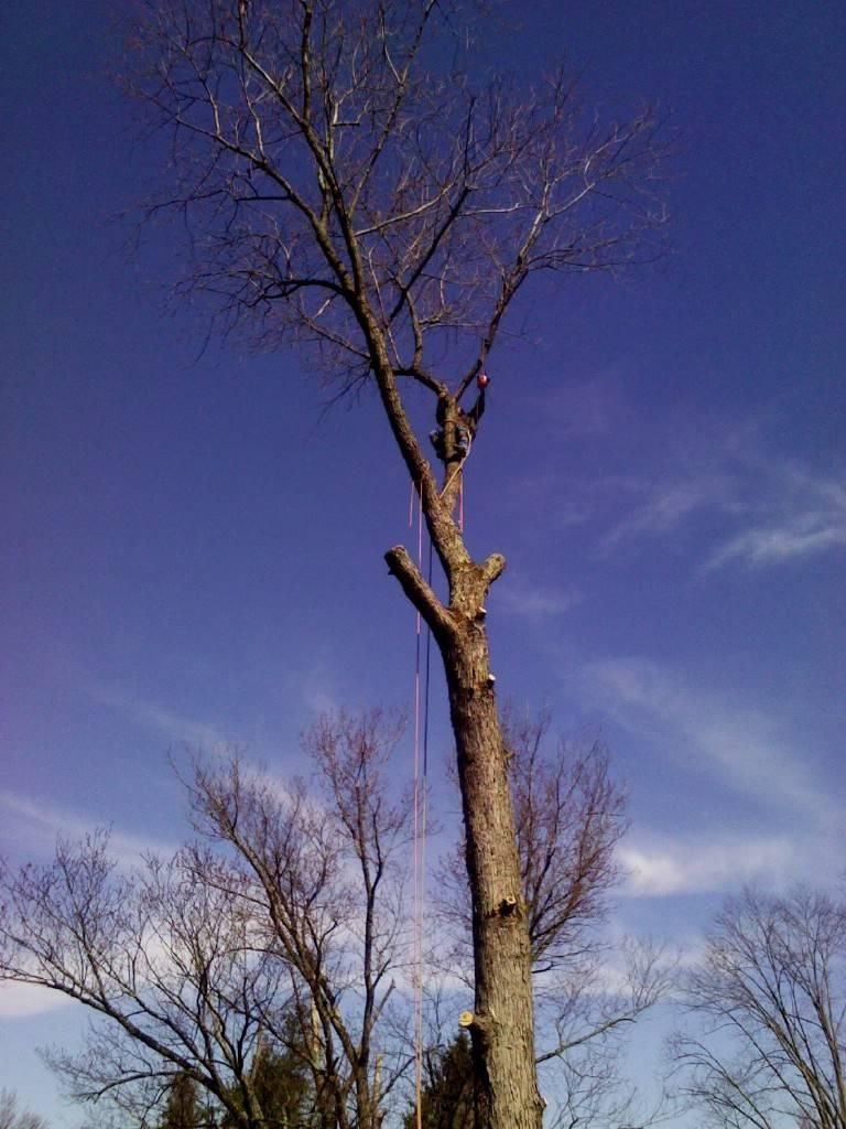 Tree — Pittsburgh, PA — Leitzell Tree Service LLC