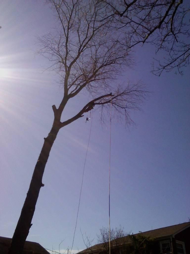 A tree with a rope attached to it — Pittsburgh, PA — Leitzell Tree Service LLC