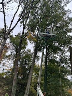 A man is cutting a tree with a crane in the woods — Pittsburgh, PA — Leitzell Tree Service LLC