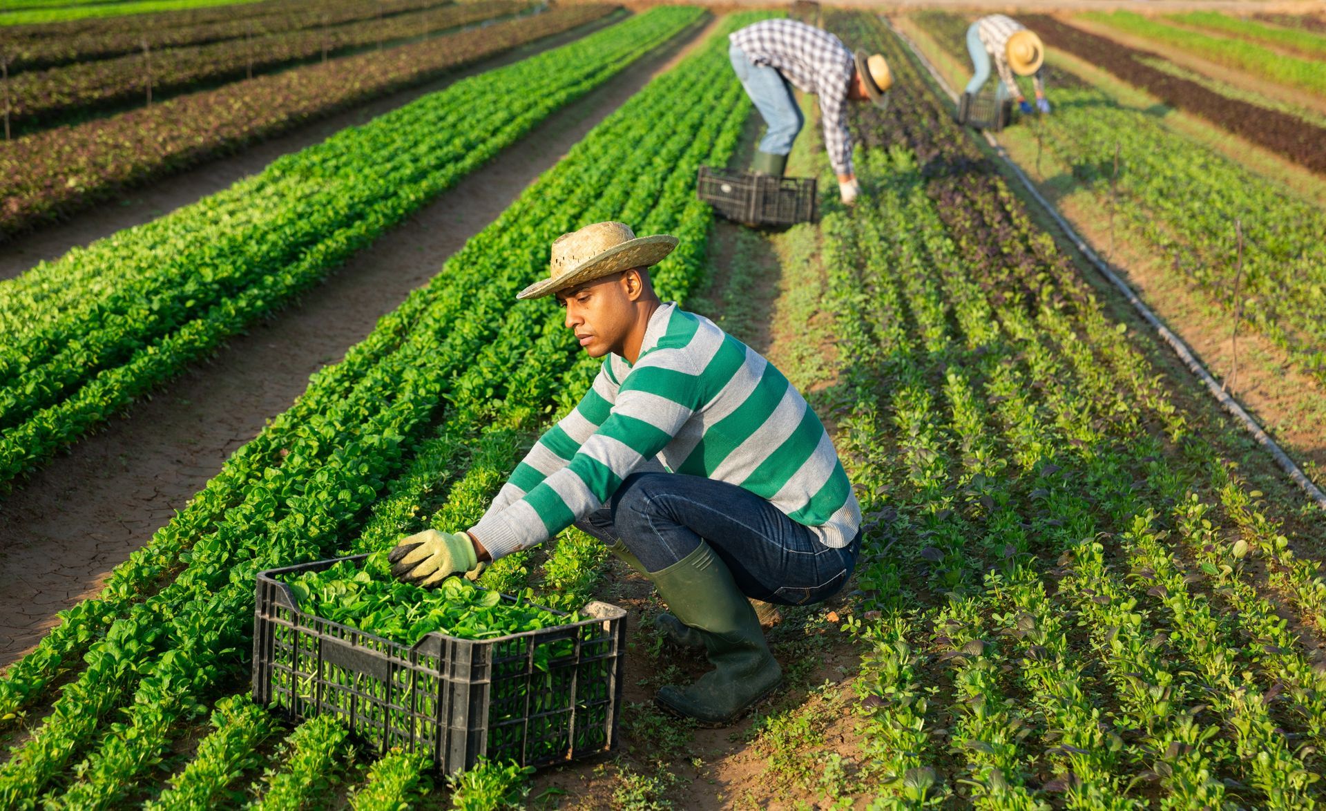 A man in a green and white striped shirt is picking lettuce in a field.