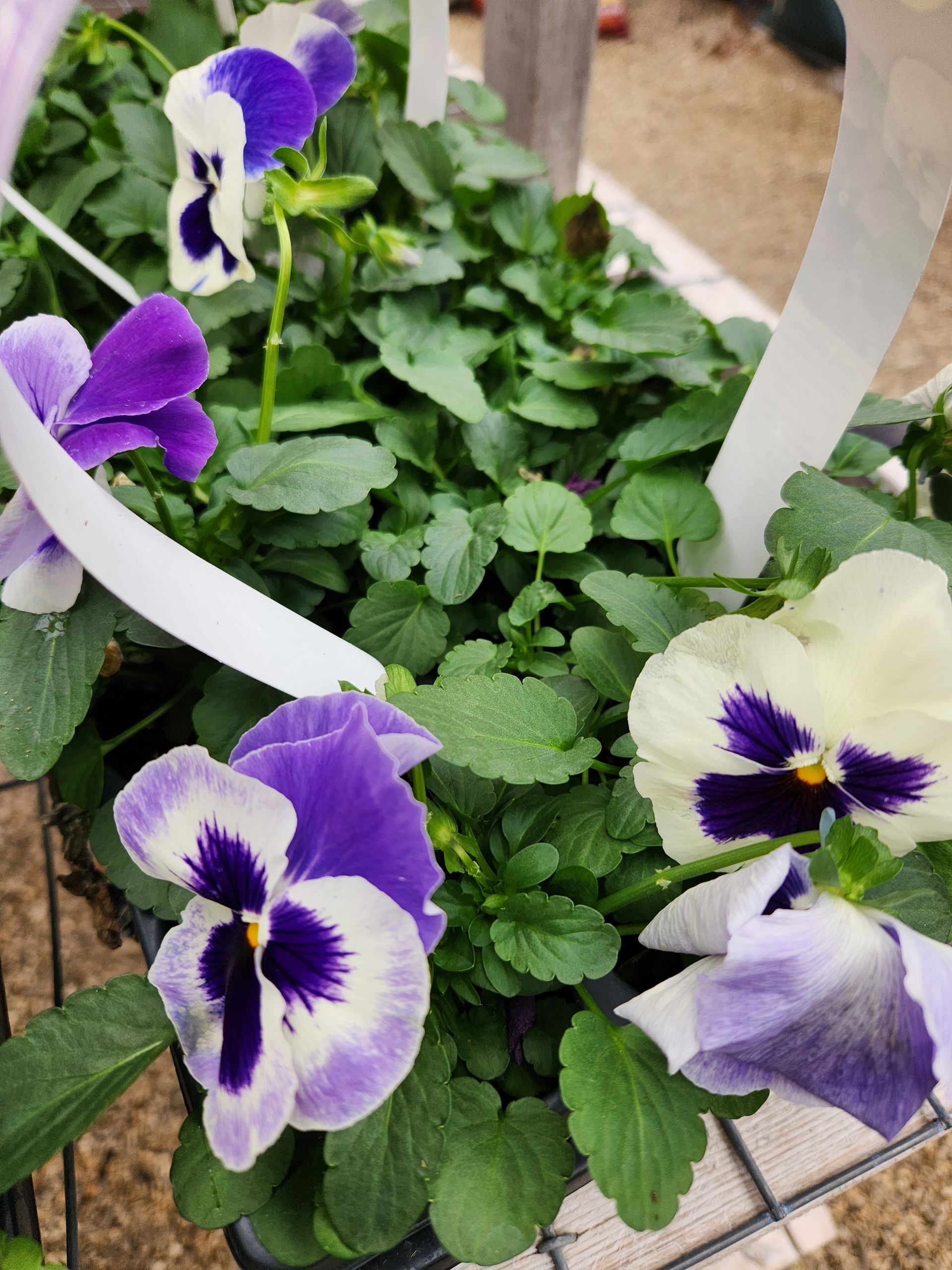 Nursery Snow's Landscape & Nursery Evansville & Newburgh, IN