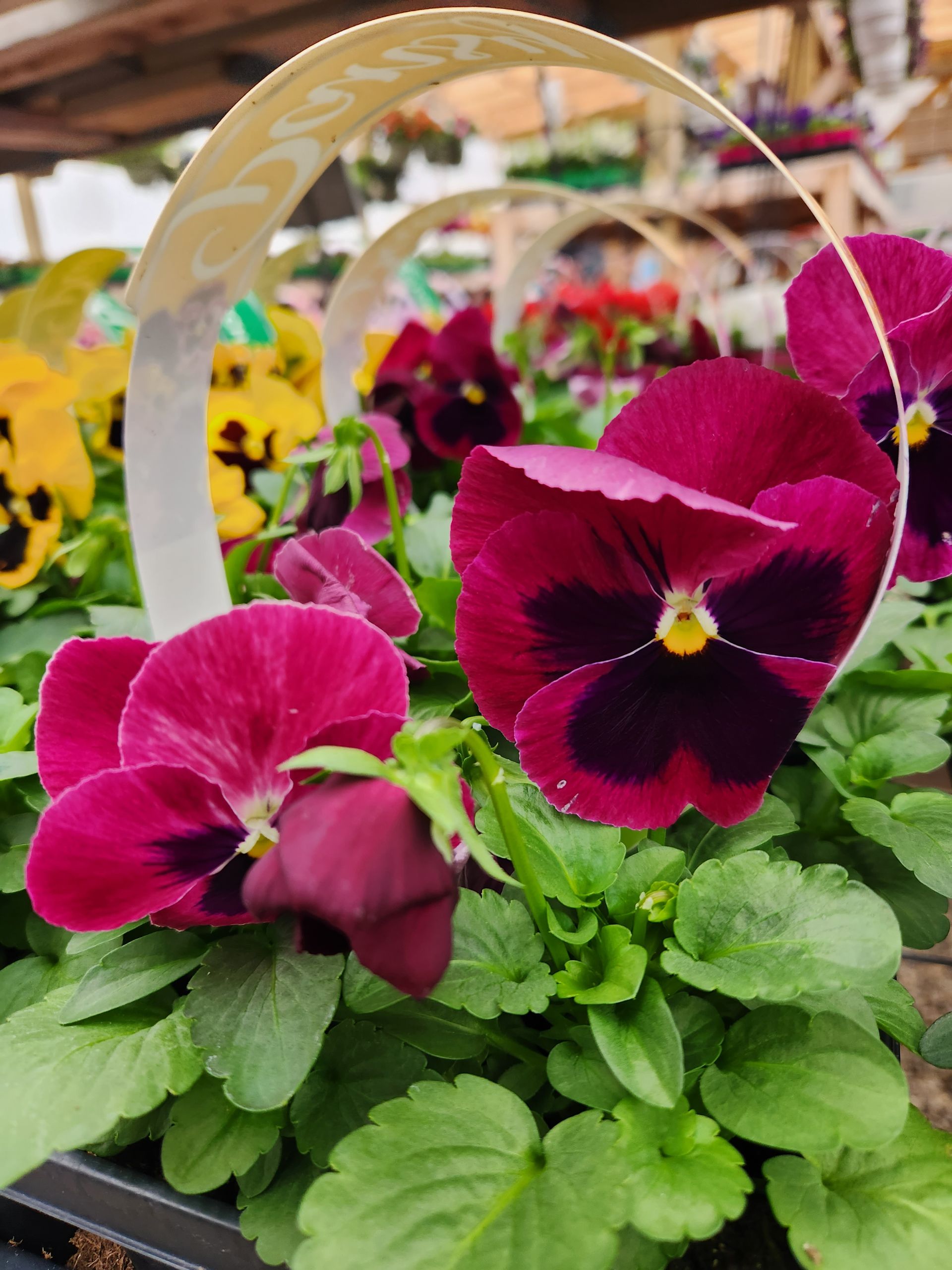 Nursery Snow's Landscape & Nursery Evansville & Newburgh, IN