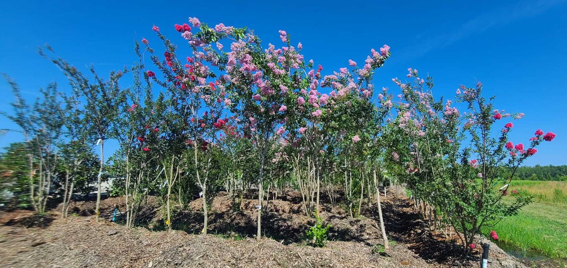 Nursery Snow's Landscape & Nursery Evansville & Newburgh, IN