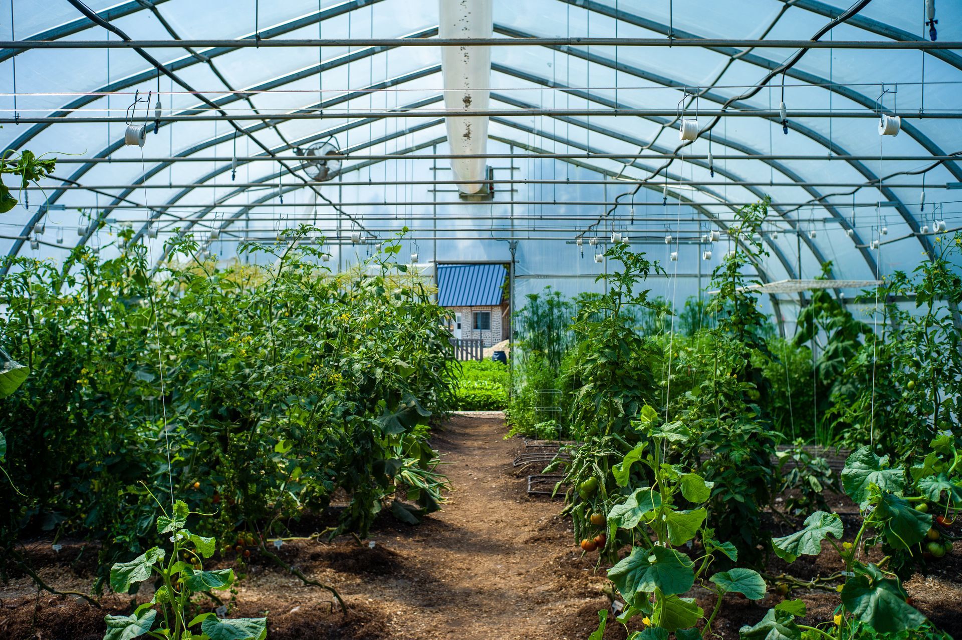 A greenhouse filled with lots of plants and a house in the background.
