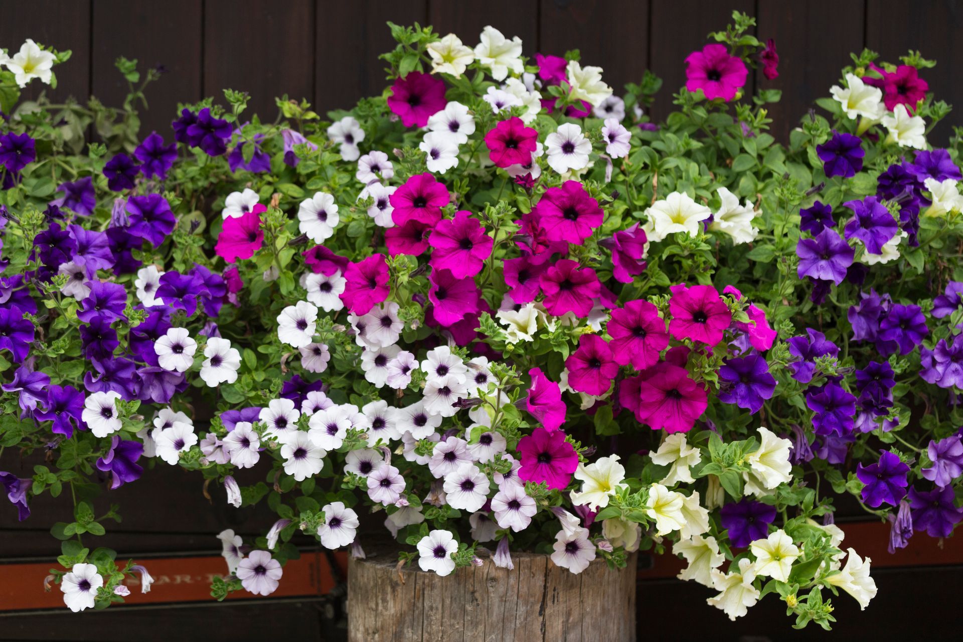 A bunch of purple and white flowers in a basket