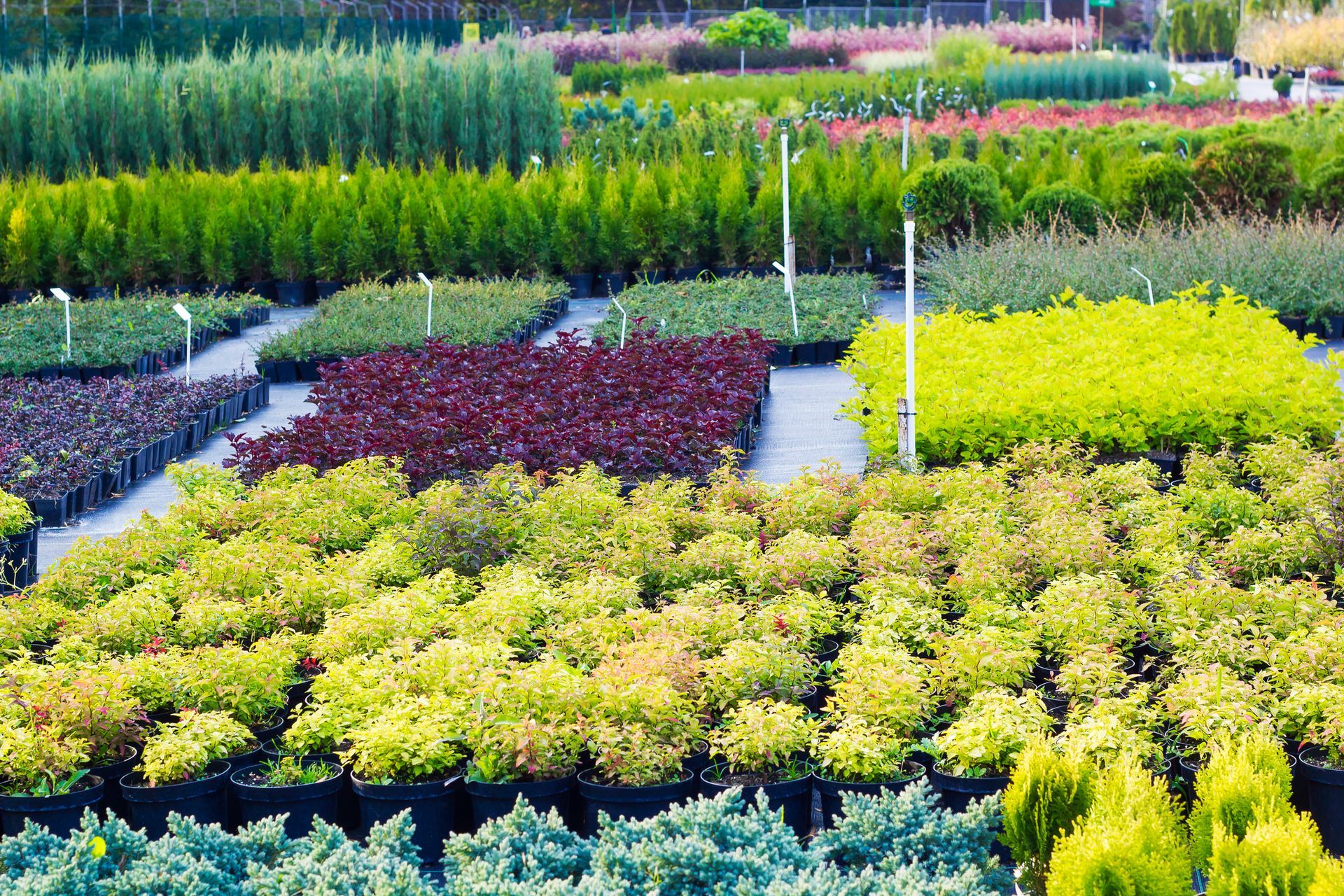 There are many different types of plants in this garden.