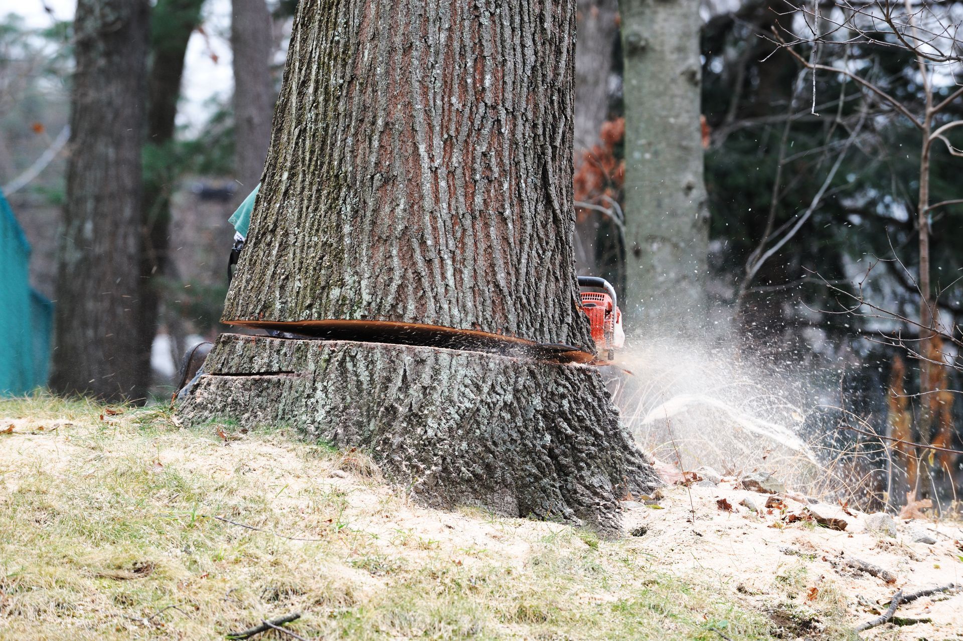 Chainsaw Cutting Trunk