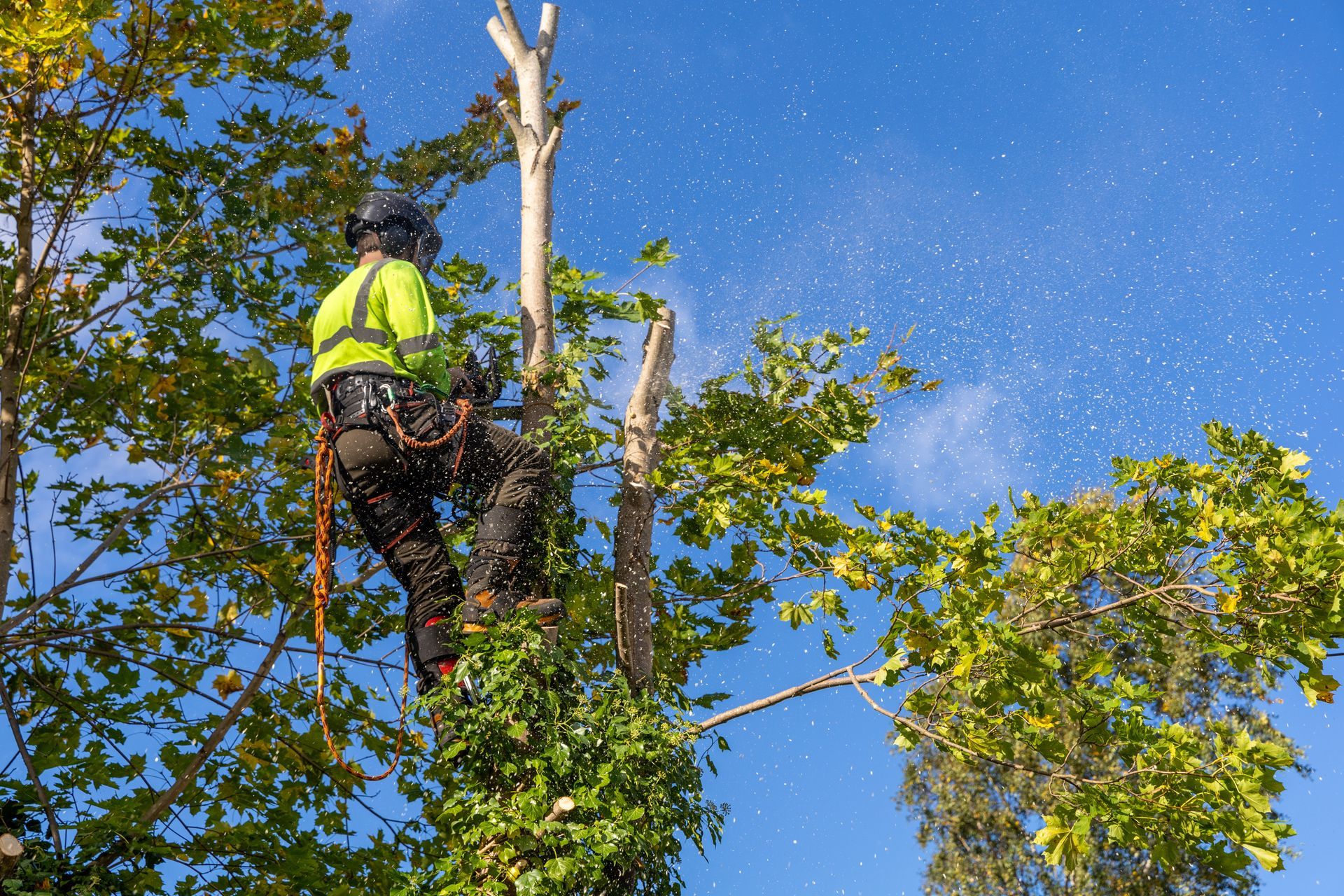 Arborist Using Chainsaw Arborist Using Chainsaw