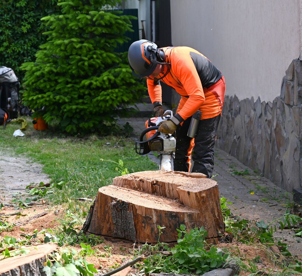 Arborist Cutting Stump Arborist Cutting Stump