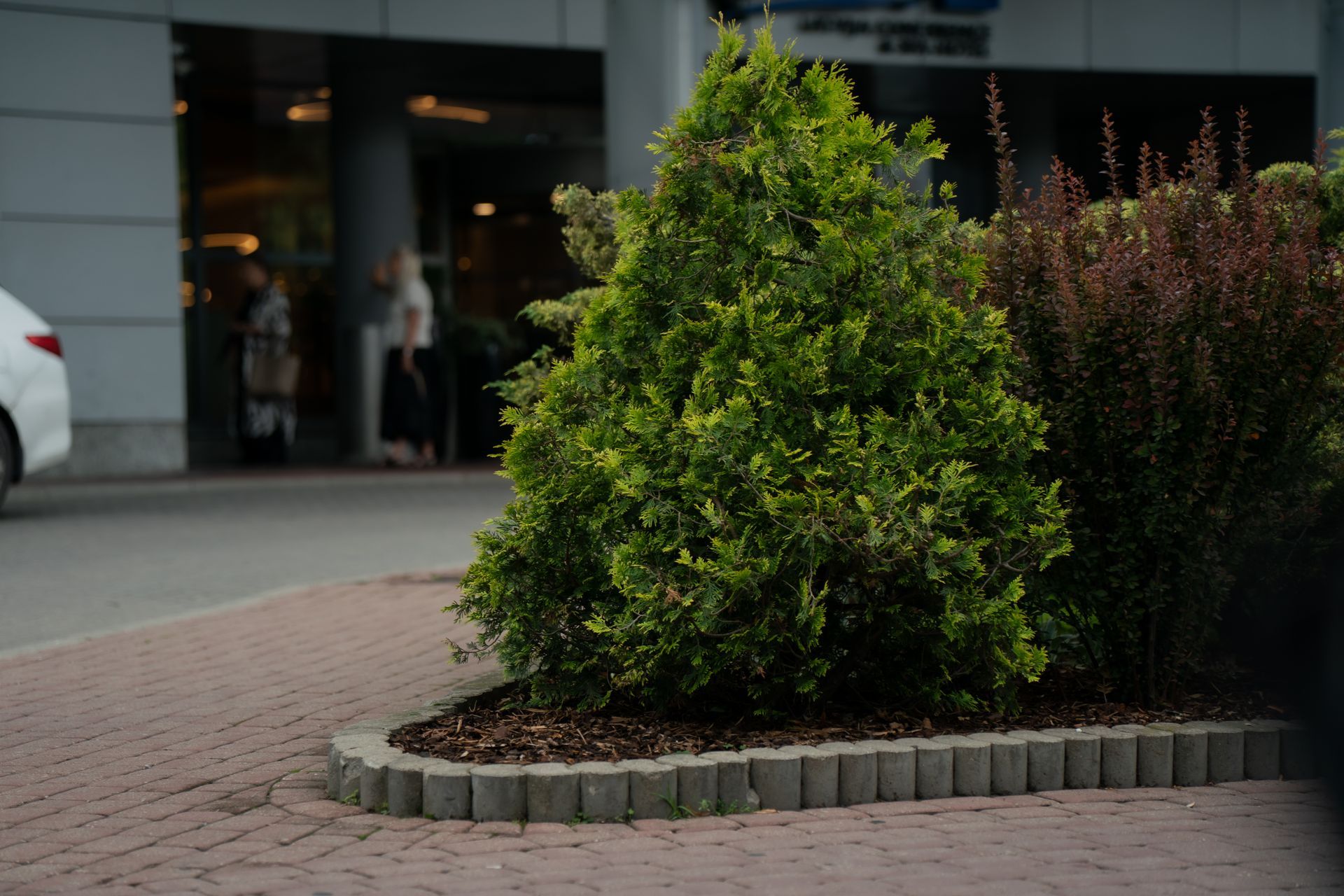Shrub By Building Shrub By Building