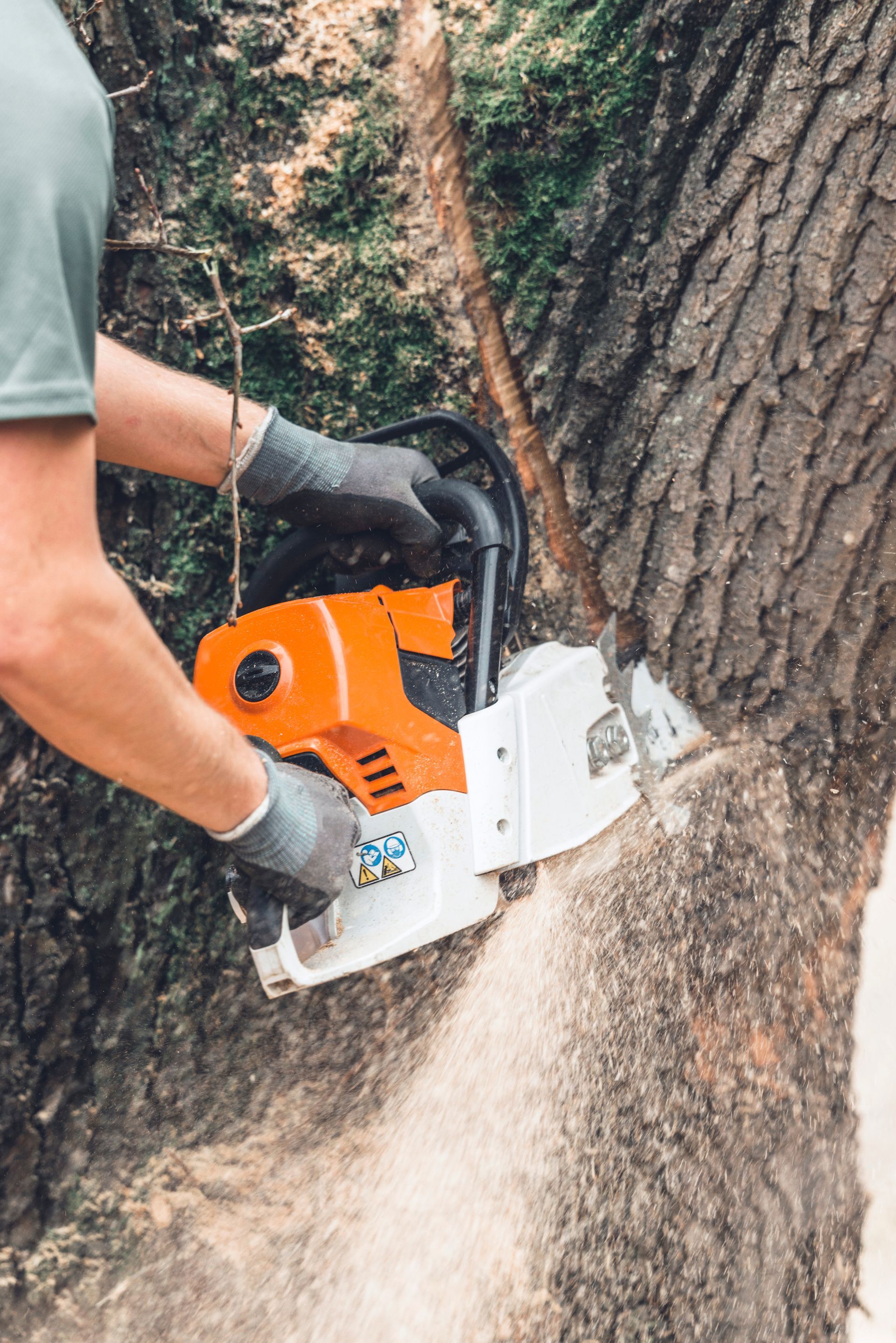Person Cutting Tree Person Cutting Tree