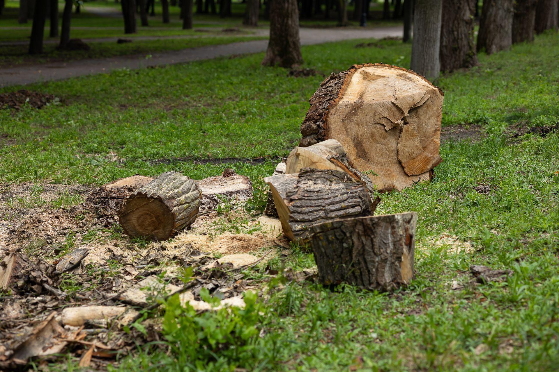 Cut logs on grass after yard maintenance by a professional tree removal company.