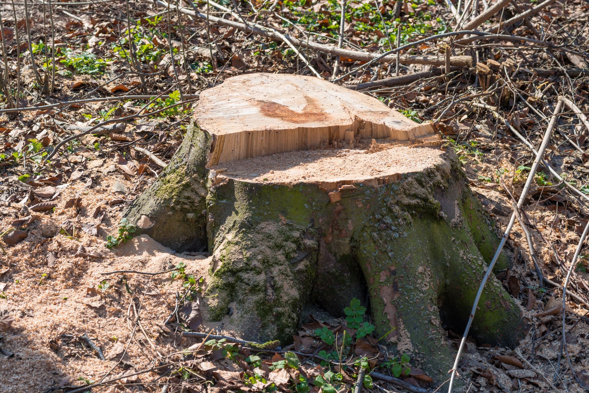 Tree stump with fresh saw marks, surrounded by sawdust and greenery in a forest.