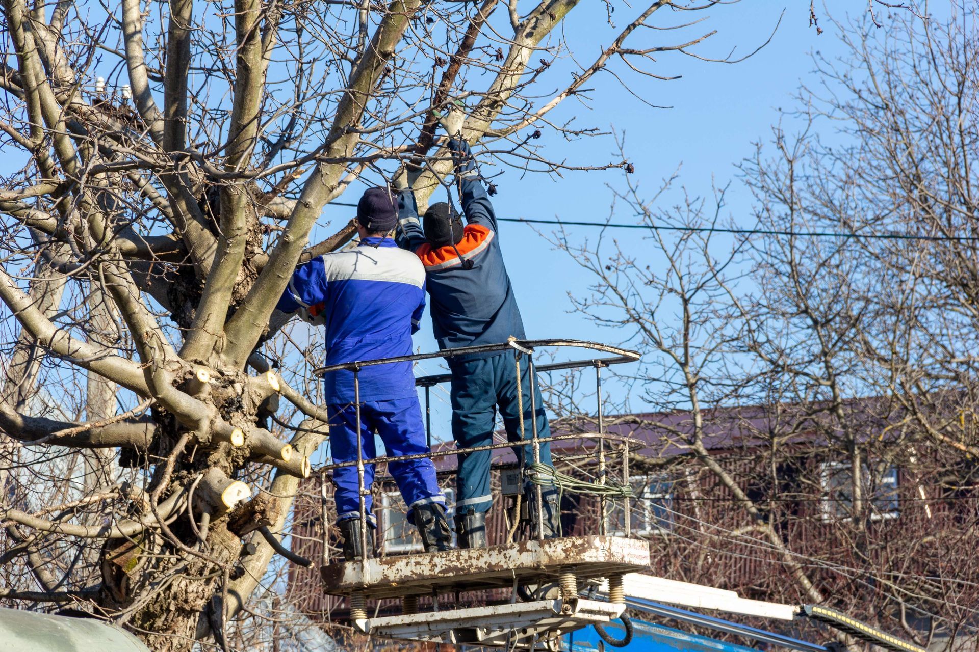 Pruning Tree Pruning Tree